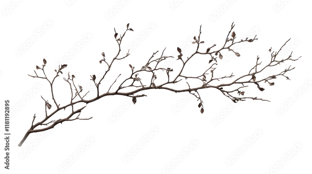 Tree branch transparent background Tree branch transparent background