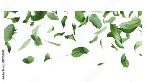 Wallpaper Mural Isolated Flying Mint Leaves on a White Background Perfect for Culinary and Herbal Use in Design and Illustrations transparent background Torontodigital.ca