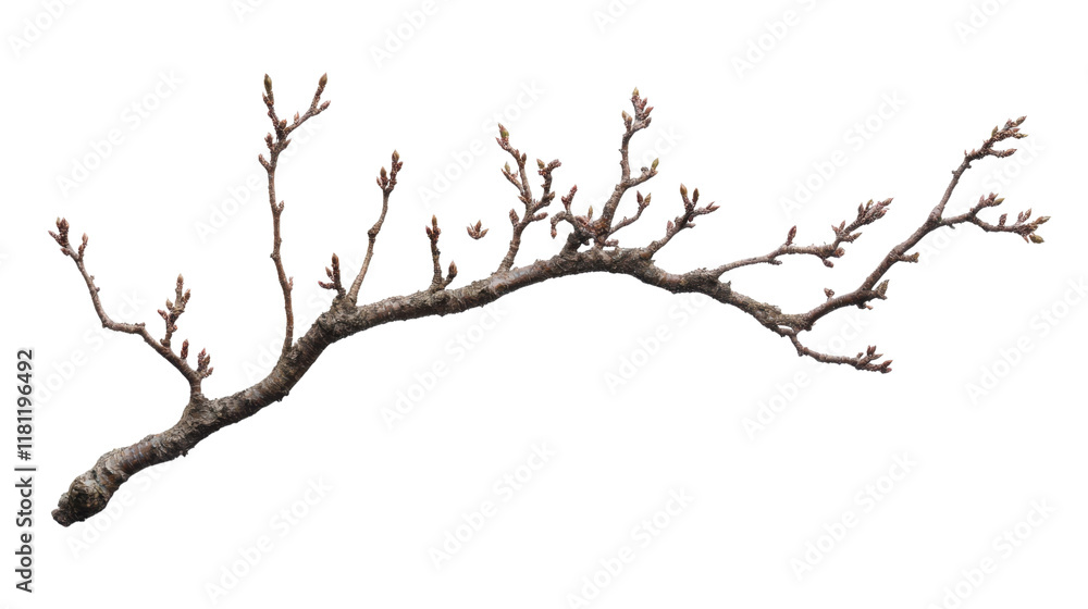 Tree branch transparent background Tree branch transparent background