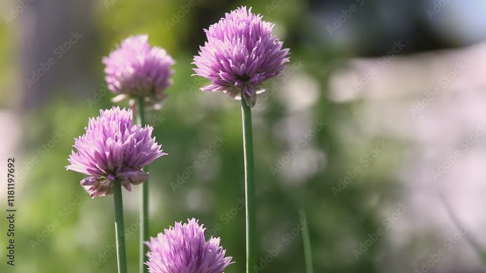 Close-up of purple chive flowers blooming in a garden, illuminated by soft sunlight with a blurred green background Close-up of purple chive flowers blooming in a garden, illuminated by soft sunlight with a blurred green background