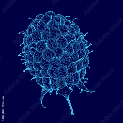 Blue drawing of a raspberry. The drawing is of a close up of a raspberry with a blue background
