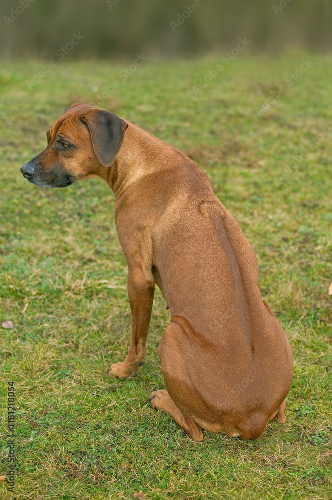 Rhodesian Ridgeback Rhodesian Ridgeback