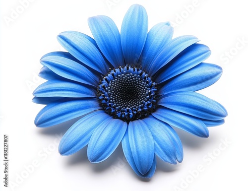 Wallpaper Mural Single blue daisy flower isolated on white. Torontodigital.ca