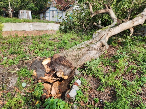 Fallen Tree Trunk and Exposed Roots in a Greenery Setting