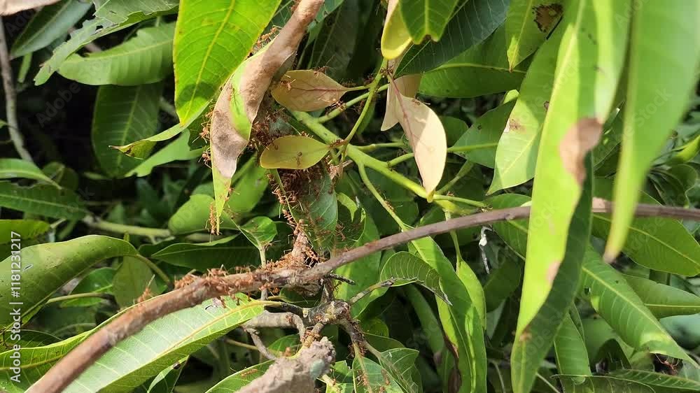 A large colony of ants crawls on a lush green tree branch, showcasing intricate details of their teamwork and habitat within the vibrant foliage. A large colony of ants crawls on a lush green tree branch, showcasing intricate details of their teamwork and habitat within the vibrant foliage.