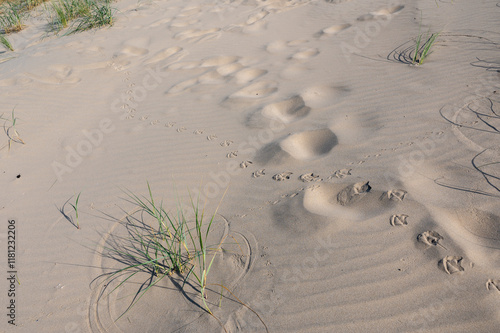 Schilderij op canvas Footprints of  bird  in the sand