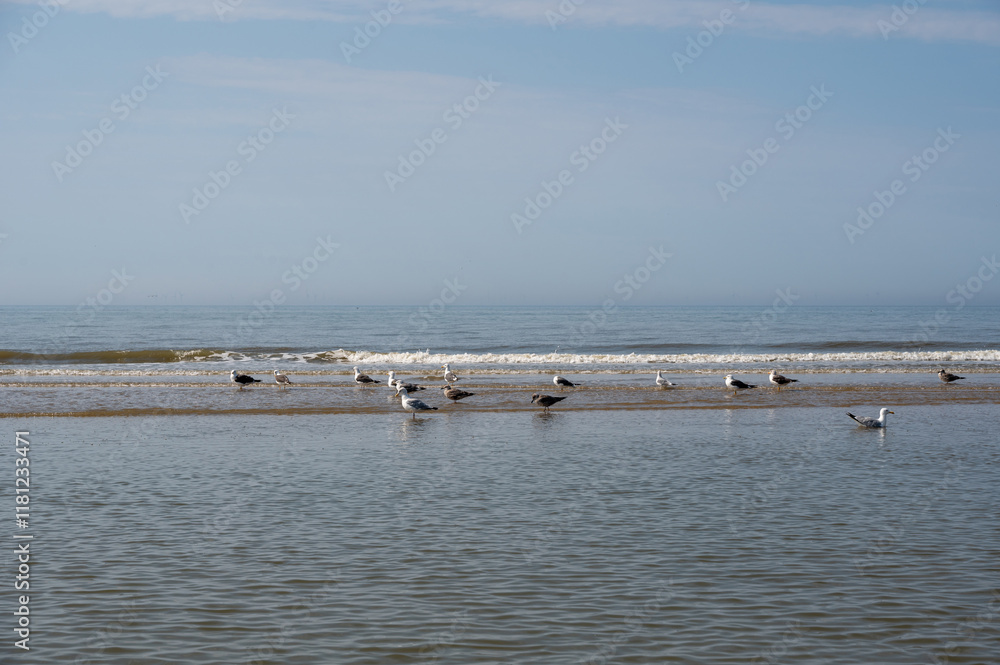Birds on a sandbank by the sea Birds on a sandbank by the sea