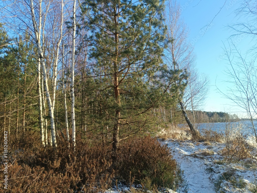 Rekyva forest and lake during sunny winter day. Pine and birch tree woodland. Wavy lake. Bushes and small trees are growing in woods. Sunny day without clouds in sky. Snowy. Nature. Rekyvos miskas. Rekyva forest and lake during sunny winter day. Pine and birch tree woodland. Wavy lake. Bushes and small trees are growing in woods. Sunny day without clouds in sky. Snowy. Nature. Rekyvos miskas.