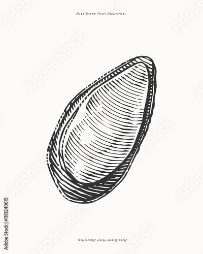Mussel shell. Hand-drawn black and white vector illustration of seafood in vintage engraving style on a light background.