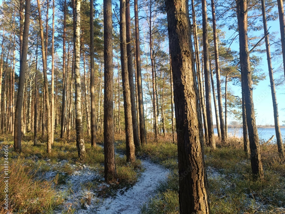 Rekyva forest during sunny winter day. Pine and birch tree woodland. Blueberry bushes are growing in woods. Sunny day with white and gray clouds in sky. Snow laying on ground. Nature. Rekyvos miskas. Rekyva forest during sunny winter day. Pine and birch tree woodland. Blueberry bushes are growing in woods. Sunny day with white and gray clouds in sky. Snow laying on ground. Nature. Rekyvos miskas.