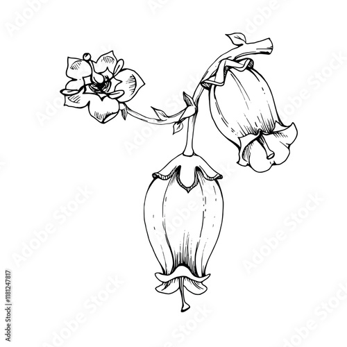 Blueberry white bell flower, bud on branch, hand drawn in ink vector, inflorescence wildflower botanical illustration. Isolated buttonhole composition. Scrapbooking, wedding, florist shop, decoupage