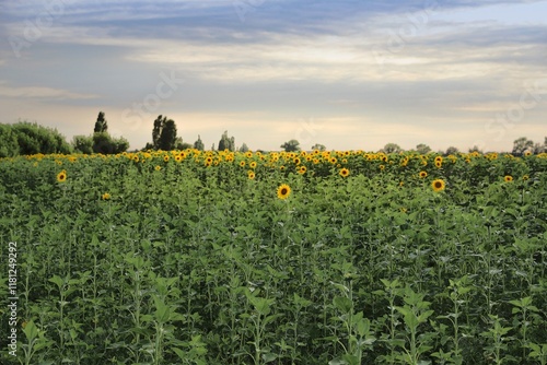 Sunflower Field with a View of the Evening Sky