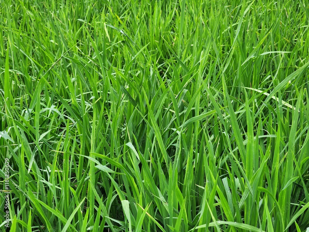 Lush Green Grass Blades Texture - Natural Background Lush Green Grass Blades Texture - Natural Background
