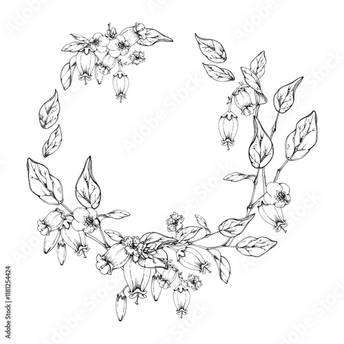Blueberry white line bell flower and bud with plant leaves on branches, hand drawn in ink vector, wildflower botanical illustration. Isolated wreath garland frame. Wedding, florist shop, scrapbooking