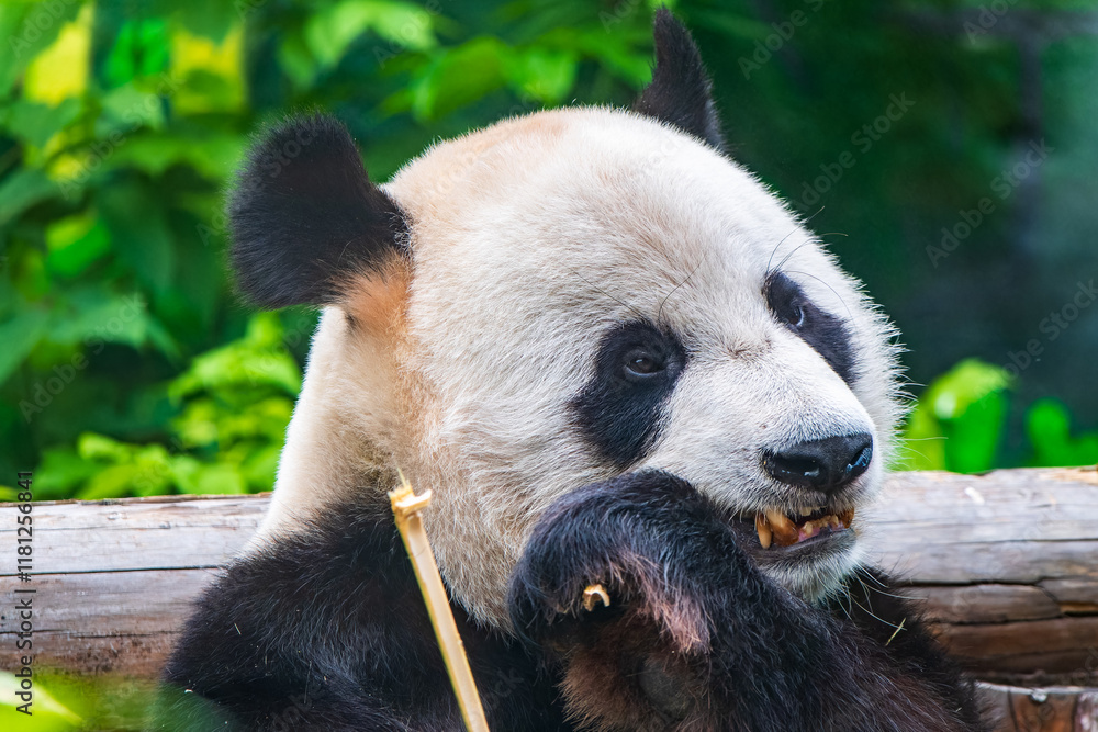The Giant Panda Bear sits while eating a bamboo stalk The Giant Panda Bear sits while eating a bamboo stalk