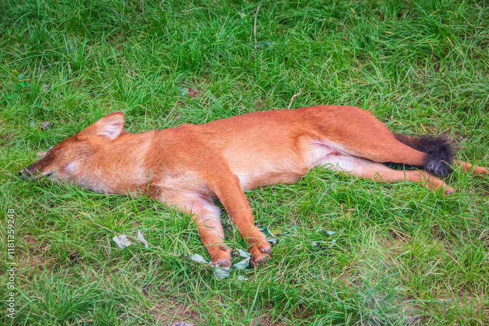 Dhole (Cuon alpinus) also known as the Asiatic Wild Dog Indian Wild Dog or Red Dog Dhole (Cuon alpinus) also known as the Asiatic Wild Dog Indian Wild Dog or Red Dog