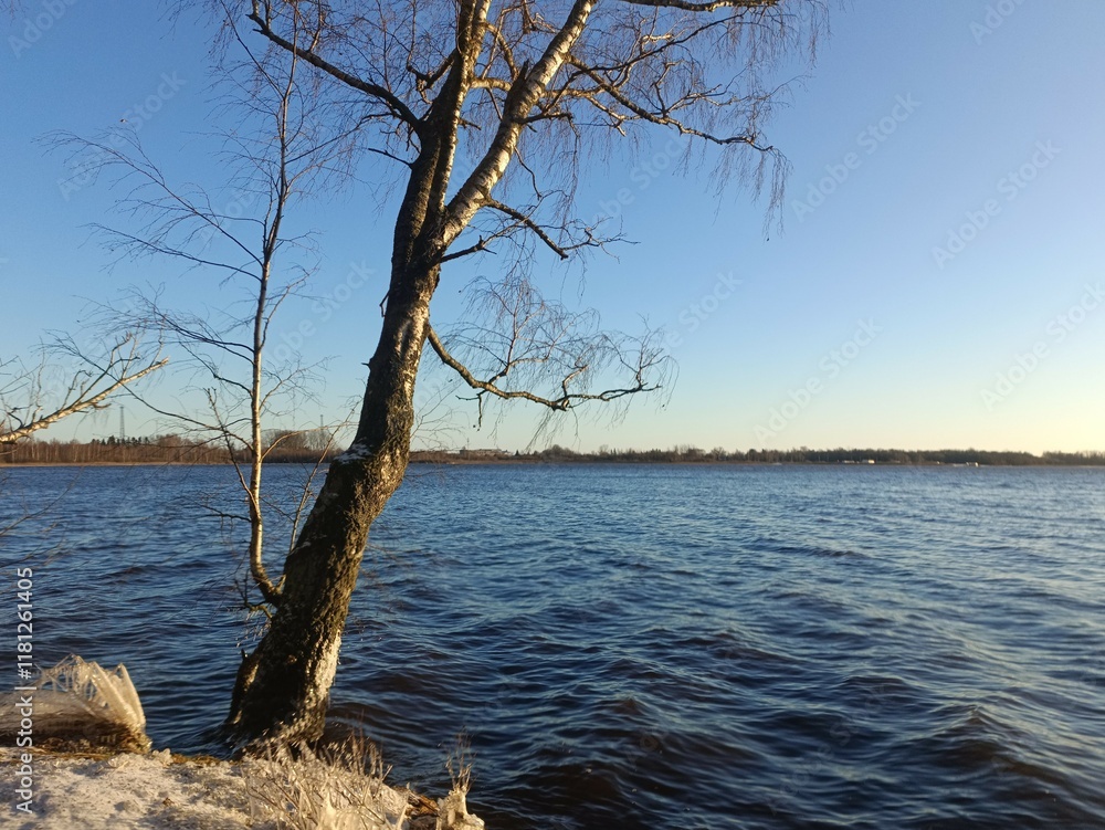 Rekyva forest and lake during sunny winter day. Pine and birch tree woodland. Wavy lake. Bushes and small trees are growing in woods. Sunny day without clouds in sky. Snowy. Nature. Rekyvos miskas. Rekyva forest and lake during sunny winter day. Pine and birch tree woodland. Wavy lake. Bushes and small trees are growing in woods. Sunny day without clouds in sky. Snowy. Nature. Rekyvos miskas.