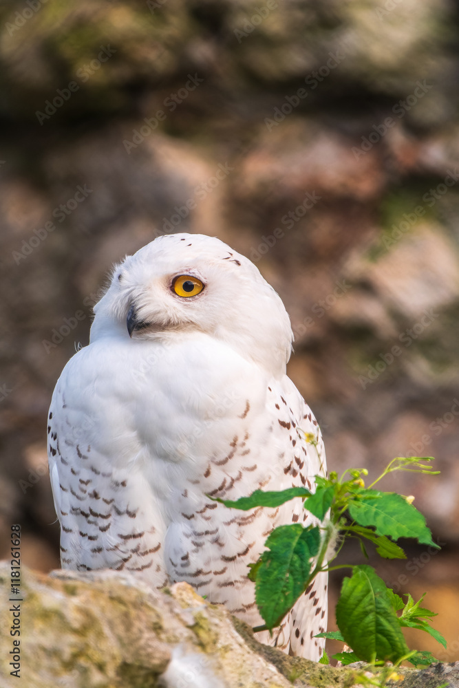 Fototapeta premium A snowy owl sits on a rock cliff.