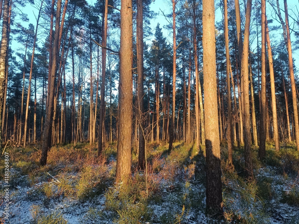 Rekyva forest during sunny winter day. Pine and birch tree woodland. Blueberry bushes are growing in woods. Sunny day with white and gray clouds in sky. Snow laying on ground. Nature. Rekyvos miskas. Rekyva forest during sunny winter day. Pine and birch tree woodland. Blueberry bushes are growing in woods. Sunny day with white and gray clouds in sky. Snow laying on ground. Nature. Rekyvos miskas.