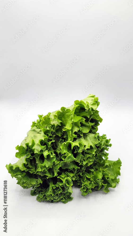 Fototapeta premium 양상추・レタス・lettuce