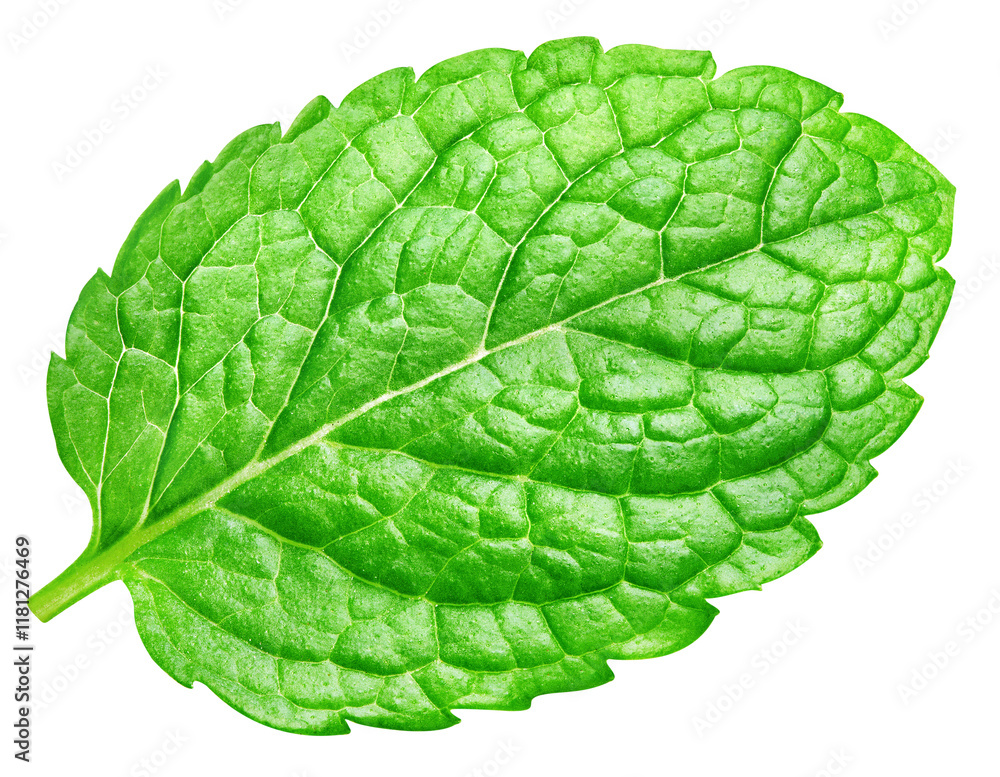 Obraz premium Mint leaf isolated on white background. Mint leaf, fresh Mint with clipping path
