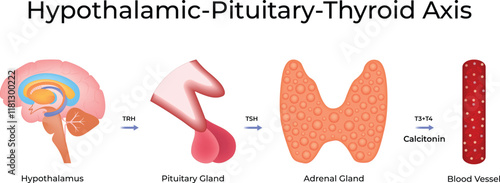 Hypothalamic Pituitary Thyroid Axis Science Design Vector Illustration Diagram