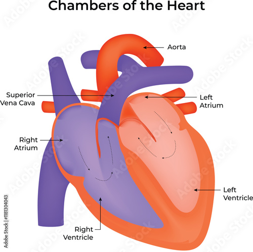 Chambers of The Heart Science Design Vector Illustration Diagram