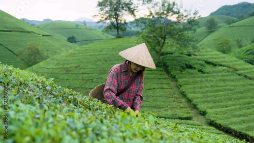 Vietnamese worker picking fresh tea leaves at a tea plantation in Long Coc, Vietnam