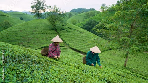 Vietnamese workers picking fresh tea leaves at a tea plantation in Long Coc, Vietnam