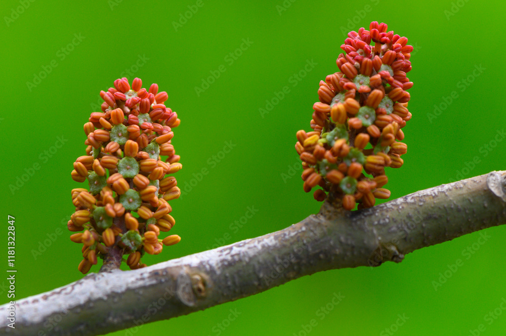 Obraz premium Unique floral structures emerging on branches amidst vibrant green backdrop in nature's embrace