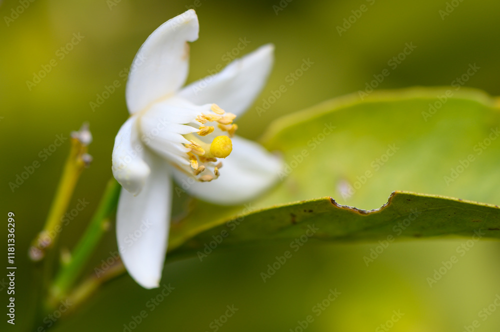 Fototapeta premium Delicate white flower blooms amidst vibrant green leaves in serene nature setting