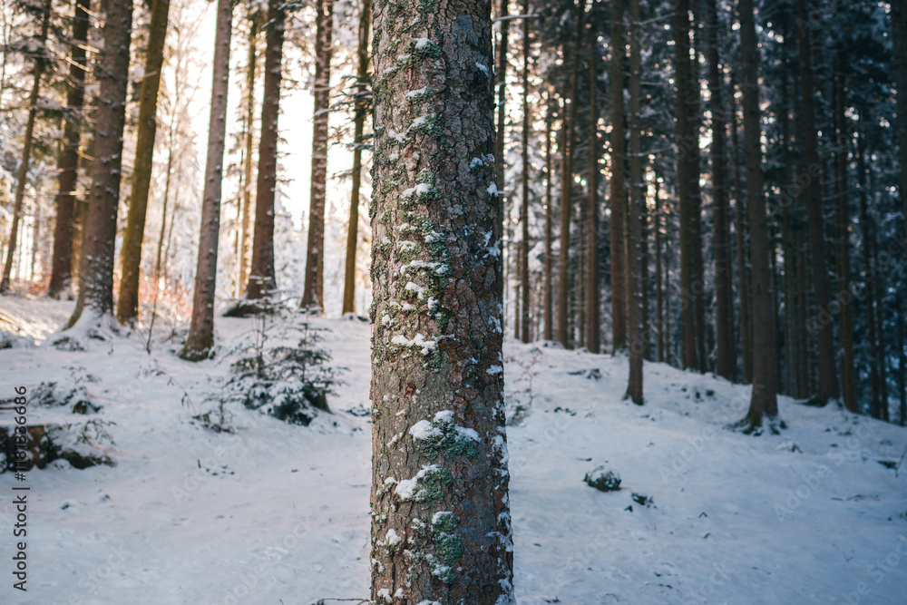 Fototapeta premium Schwarzwald im Winter bei Sonnenschein