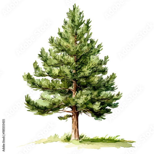 A watercolor illustration of a Chilean pine tree, isolated on a white background. Chilean pine vector.
