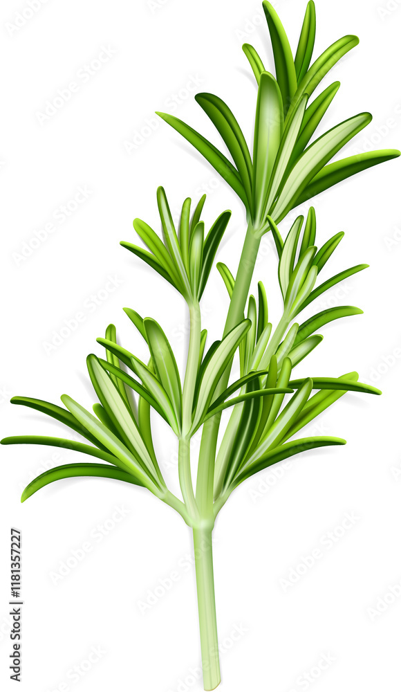 Fototapeta premium Rosemary Illustration