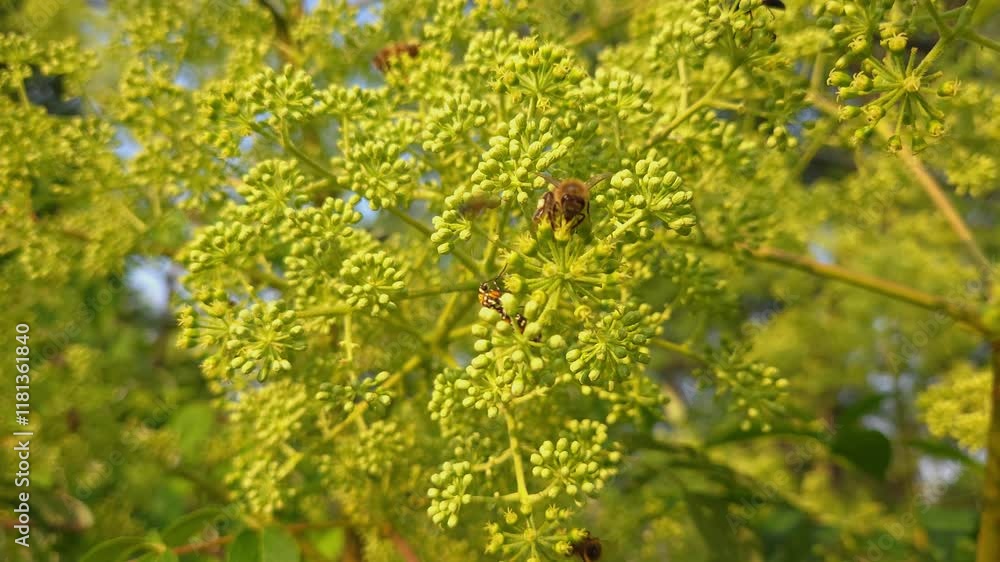 Close-up of honey bee pollinating wild parsnip on a sunny day with Ailanthus webworm close by Close-up of honey bee pollinating wild parsnip on a sunny day with Ailanthus webworm close by