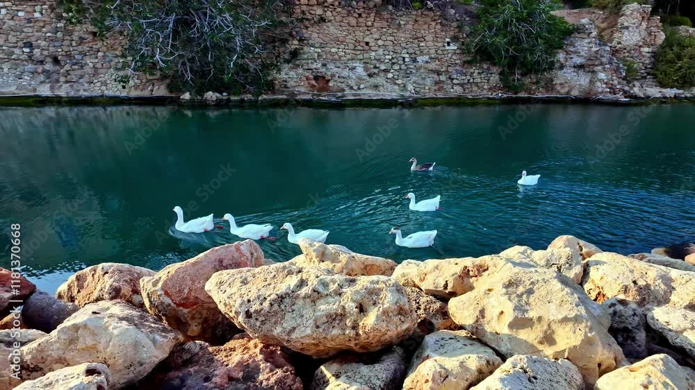 Seven ducks swim together on blue river water in Crete, Greece. Panning shoot of poultry life in the wild. Seven ducks swim together on blue river water in Crete, Greece. Panning shoot of poultry life in the wild.