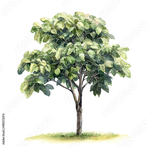 A watercolor painting of a chestnut tree, isolated on a white background. Chestnut tree vector.
