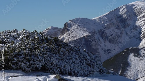 Snow-covered alpine vegetation with rugged peaks in the background, captured in the Tatra Mountains, Poland, during winter.