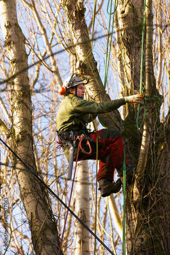 Tree Surgeon Working on Tree

