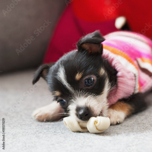 Tiny Puppy Chewing Bone
 photo