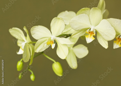 Close up of white Orchids
 photo