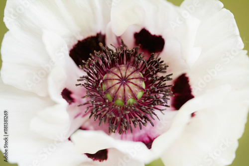 Close up of White Poppy
