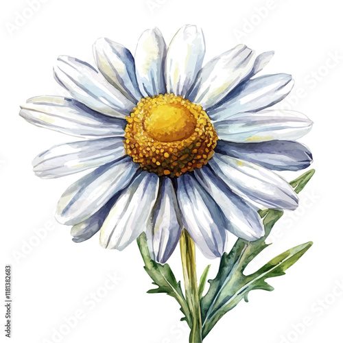 A watercolor vector of a chamomile flower, isolated on a white background. Chamomile flower vector.
