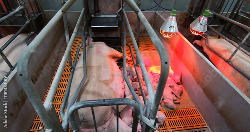 Sows fatten piglets. Breeding and fattening pigs on the farm .