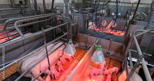 Obraz na płótnie Sows fatten piglets. Breeding and fattening pigs on the farm . w salonie