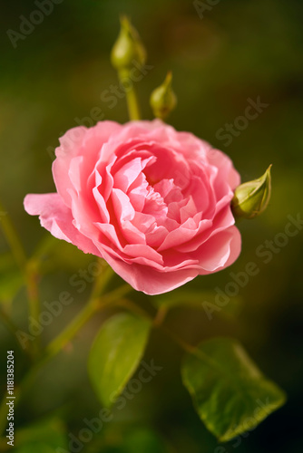 Wallpaper Mural Close up beautiful pink rose growing on rosebush
 Torontodigital.ca