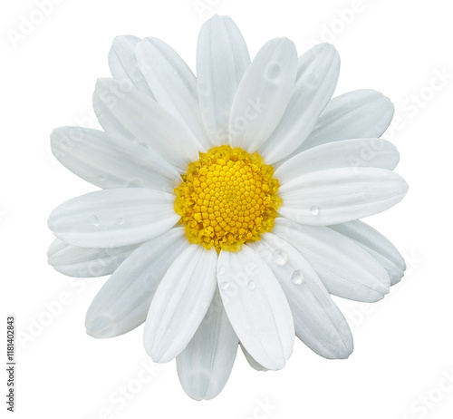 Fototapeta Naklejka Na Ścianę i Meble -  Chamomile flower head isolated. Chamomile flower or White Daisy isolated. PNG transparency	