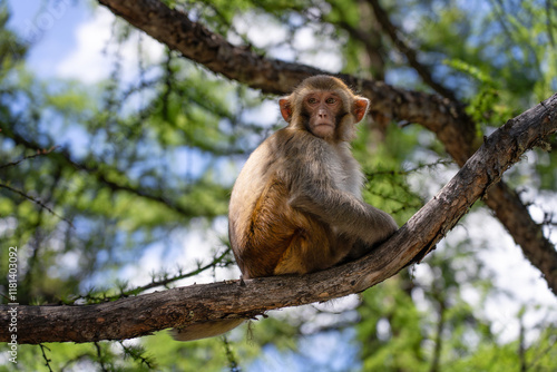 monkeys in Hengduan Mountains, Yading, China photo