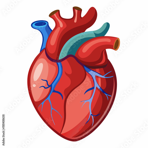 Wallpaper Mural A drawing of a Human heart organ with a blue and red venous system anatomy flat detailed structure vector Illustration Isolated for photo overlays t-shirt print flyer poster design Torontodigital.ca
