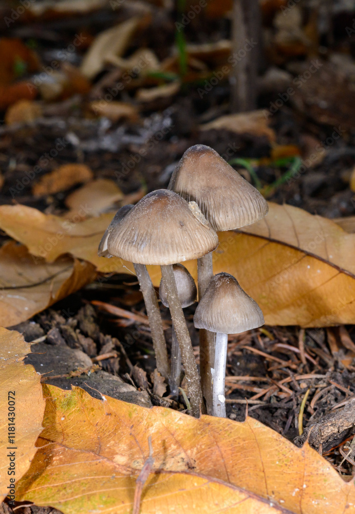 Mycena sp. - a small saprotrophic fungus on a rotten stump and roots of a dead tree, Odessa Mycena sp. - a small saprotrophic fungus on a rotten stump and roots of a dead tree, Odessa